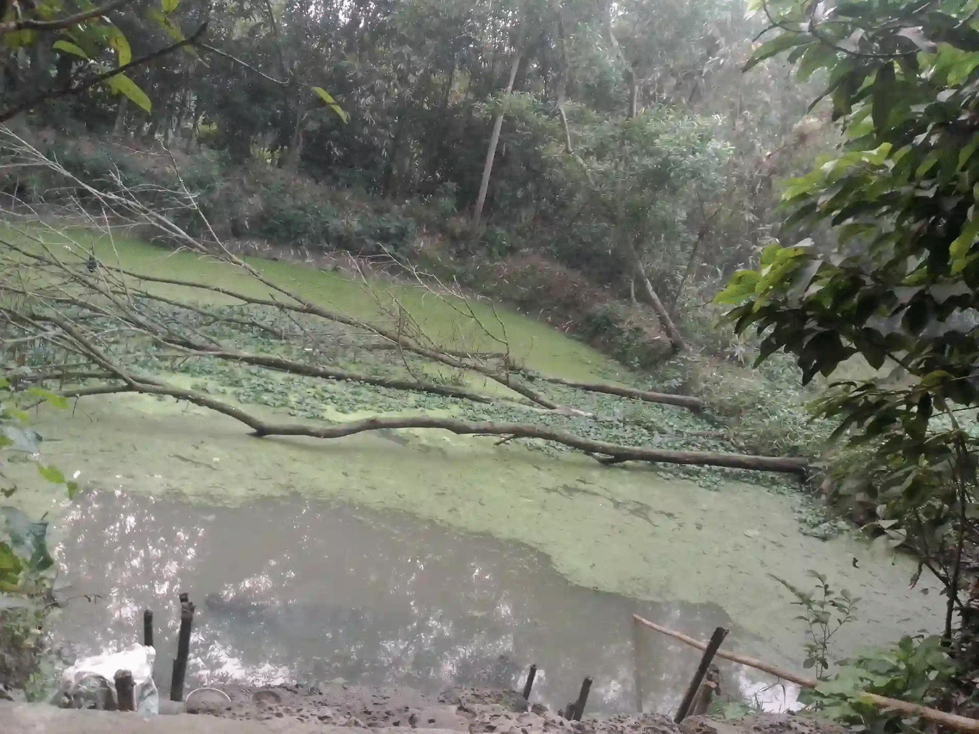 উদ্দেশ্য প্রণীতভাবে হয়রানি করতে পুকুরের পানিতে গাছ না সরিয়ে পানি দূষিত