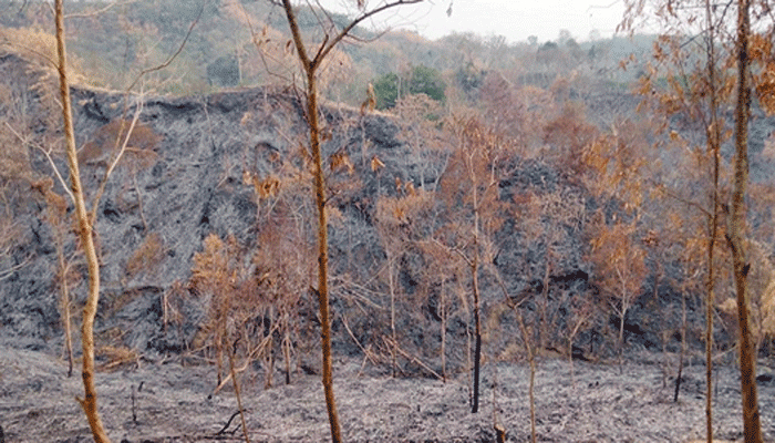 ২০ একর ভূমির বনাঞ্চল পুড়িয়ে ফেলার অভিযোগ