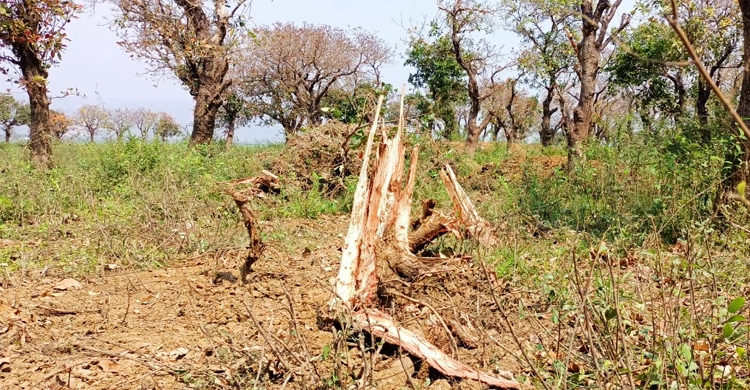 বাঁধের নামে কাটা পড়লো টাঙ্গুয়ার হাওরের ৫০ হিজল গাছ