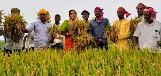 হাওরে কৃষকলীগের সাথে ধান কাটলেন এমপি শামীমা