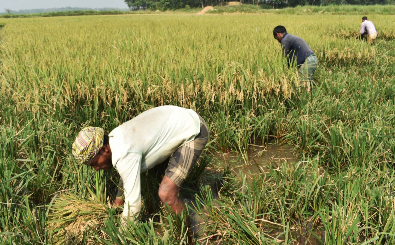 ছাতকের হাওরে-হাওরে চলছে রোরো ধান কাটার উৎসব