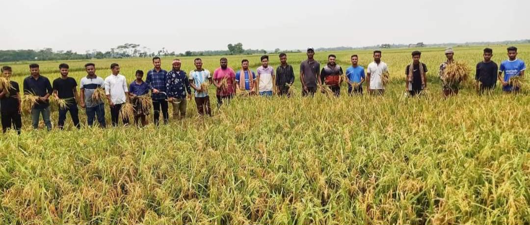 ছাতকে কৃষকদের সাথে রৌদ্রে পুরে আমেজে ধান কাটলো ছাত্রলীগ