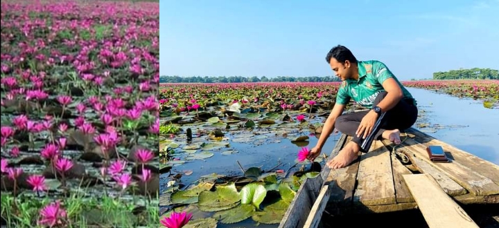 তাহিরপুরে পানির ওপর সাজানো বিকি বিলের রক্তিম লাল শাপলা