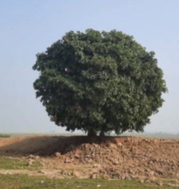 হাওরের শক্তি হিজলগাছ ; প্রভাষক দুলাল মিয়া