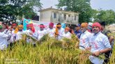 উৎসবমূখর পরিবেশের মধ্য দিয়ে ধর্মপাশায় বোরো ধান কর্তন শুরু