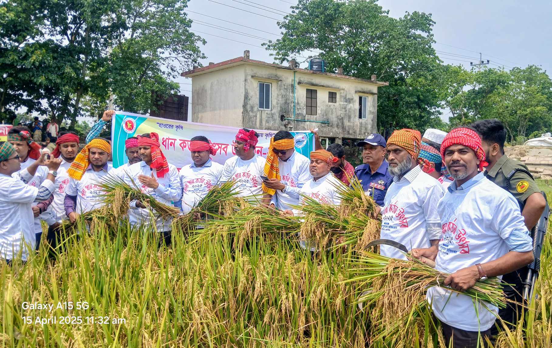 উৎসবমূখর পরিবেশের মধ্য দিয়ে ধর্মপাশায় বোরো ধান কর্তন শুরু