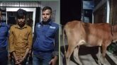 ছাতকের জাহিদপুর থেকে আটক গরুচোর  সজিব আহমদকে আদালতে সোপর্দ