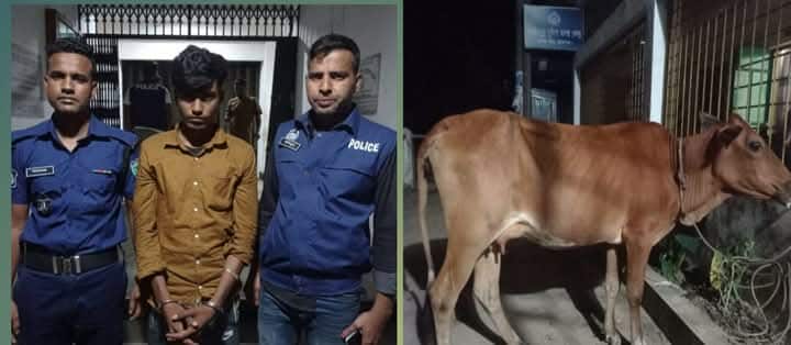 ছাতকের জাহিদপুর থেকে আটক গরুচোর  সজিব আহমদকে আদালতে সোপর্দ