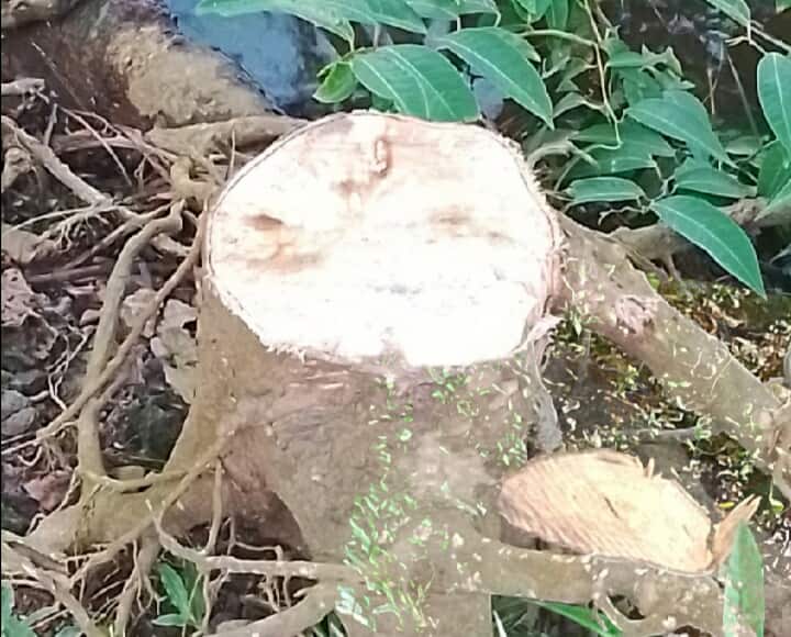 রাতের আধারে দুর্বৃত্তরা কেটে সাবাড় করছে সড়কের পাশে পরিবেশ রক্ষাকারী গাছ