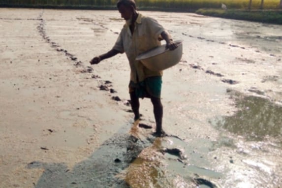 বোরো বীজতলা তৈরিতে ব্যস্ত তাহিরপুরের কৃষকেরা 