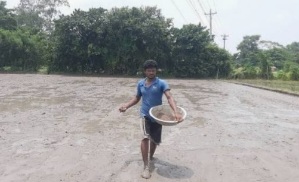 বোরো বীজতলা তৈরিতে ব্যস্ত তাহিরপুরের কৃষকেরা 