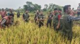 হালির হাওরে অসহায় কৃষাণীর ধান কেটে দিল আনসার-ভিডিপি সদস্যরা