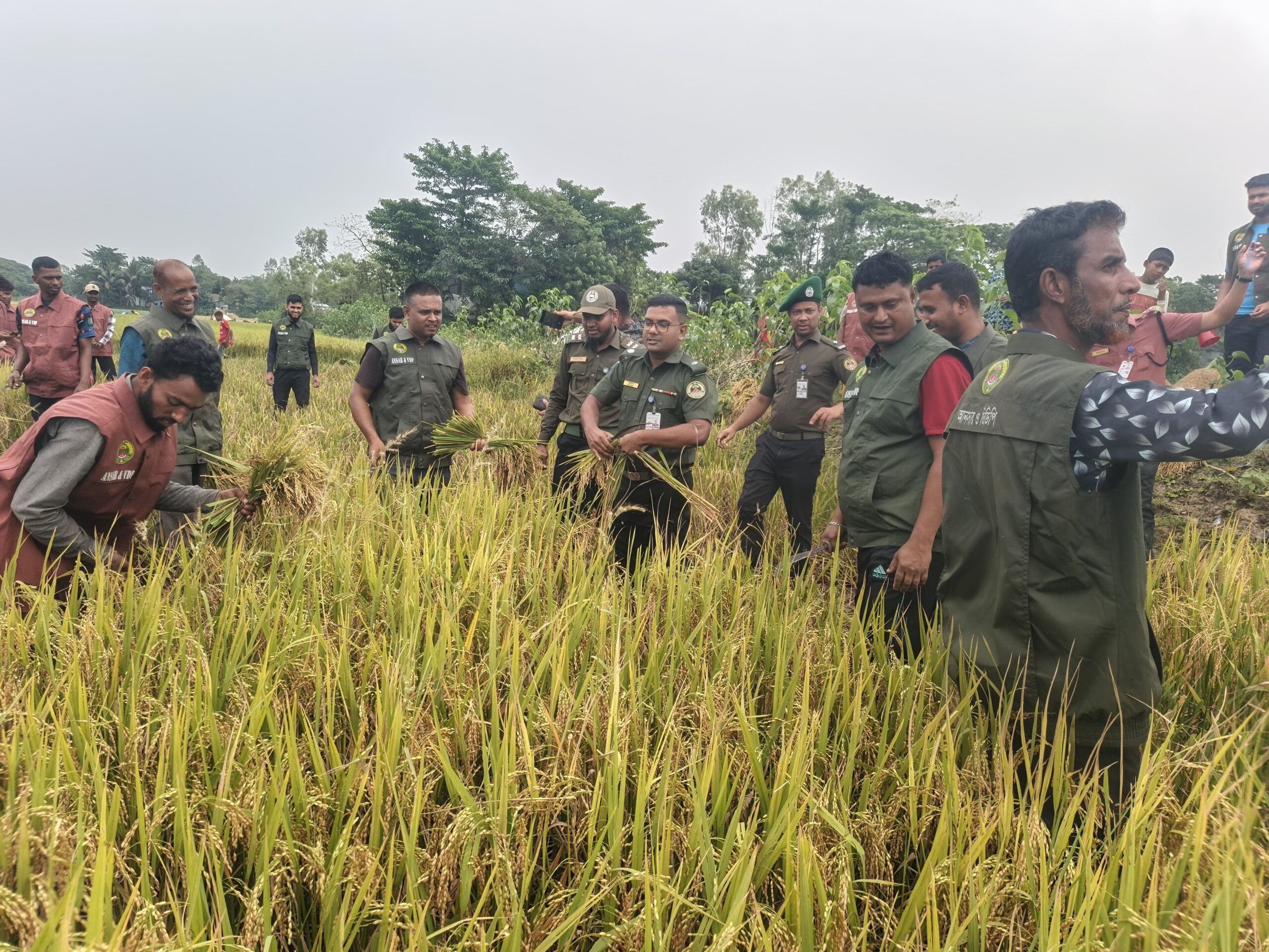 হালির হাওরে অসহায় কৃষাণীর ধান কেটে দিল আনসার-ভিডিপি সদস্যরা